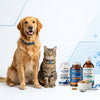 ⁠Cat Grooming