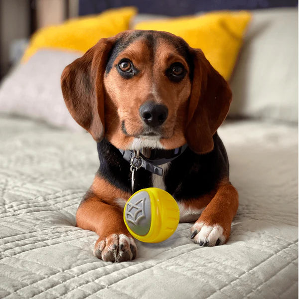 Barkbutler x Fofos Flexy Ball Ultra Bounce Toy for Dogs (Yellow & Grey) | For Aggressive Chewers (Copy)