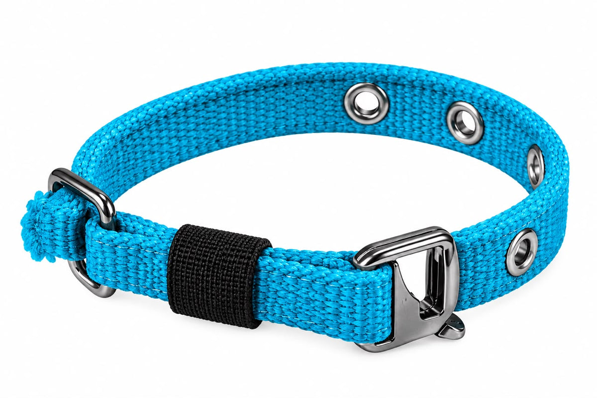 GOLDEN EYE DOG COLLAR 15MM