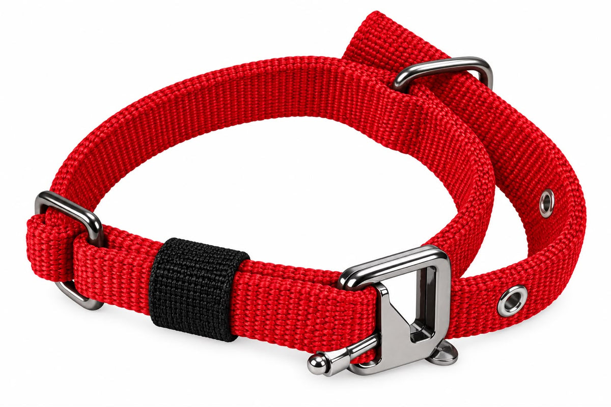 GOLDEN EYE DOG COLLAR 15MM